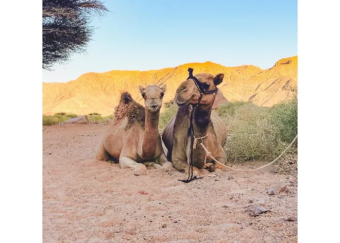 Kamp alanı Live The Bedouinlife